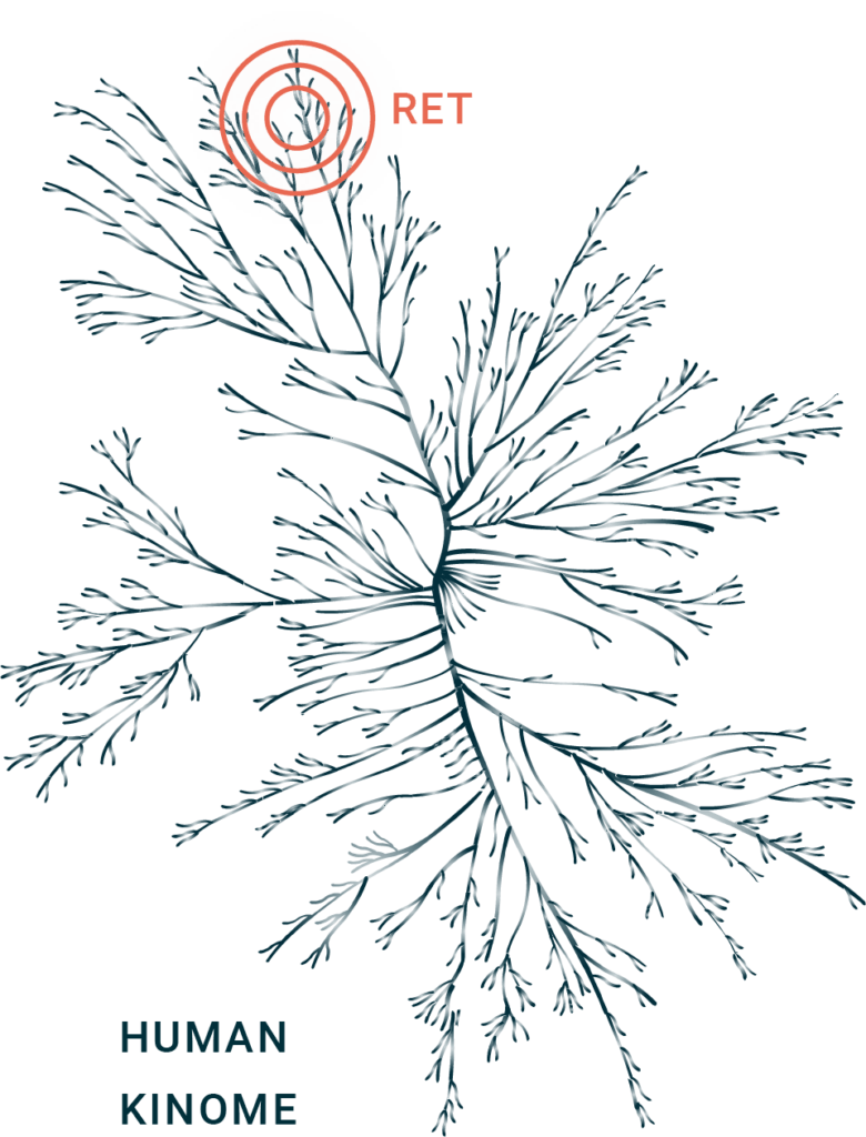 Kinome graphic