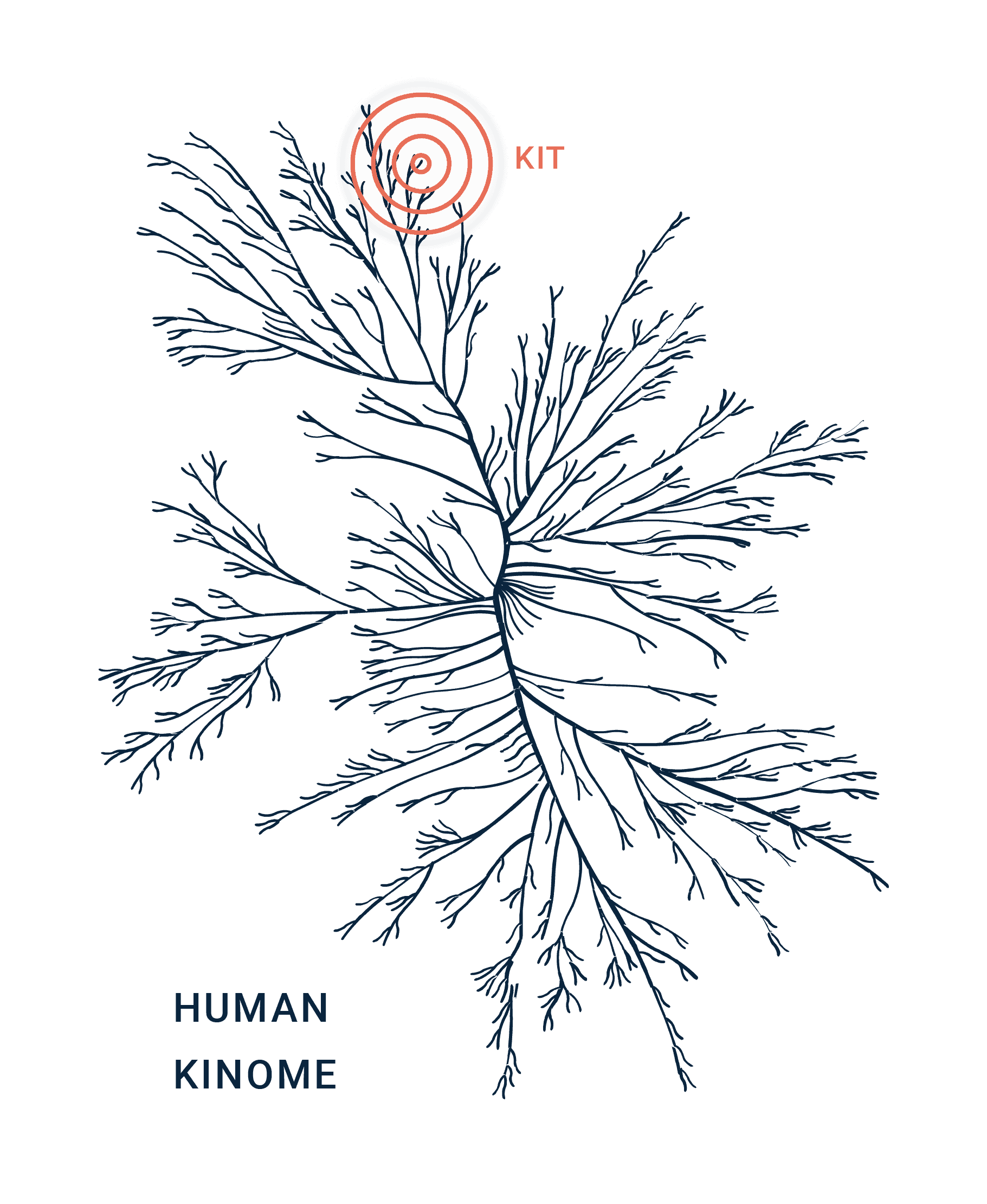 Kinome graphic